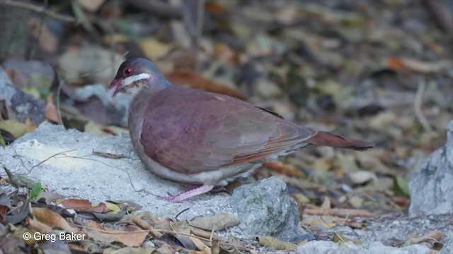 Key West Quail-Dove - ML201804741