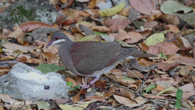 Colombe à joues blanches - ML201804751