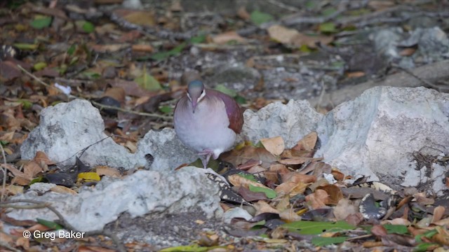 Colombe à joues blanches - ML201804761