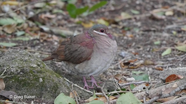 Key West Quail-Dove - ML201804771