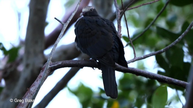 Pigeon à couronne blanche - ML201804781