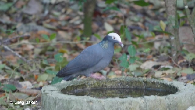 Ak Tepeli Güvercin - ML201804801