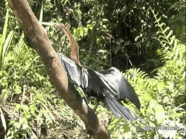 Oriental Darter - ML201804821