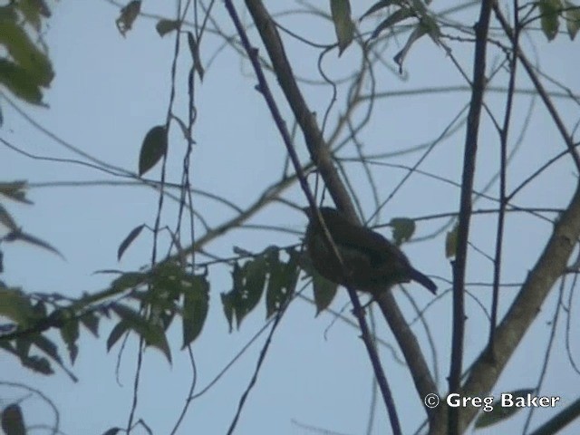 barbet hnědý - ML201804851