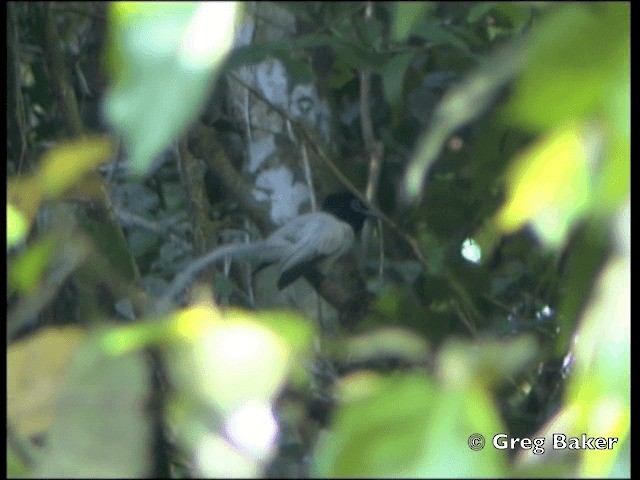 Blyth's Paradise-Flycatcher - ML201804861