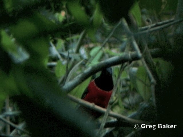 Diard's Trogon - ML201804881