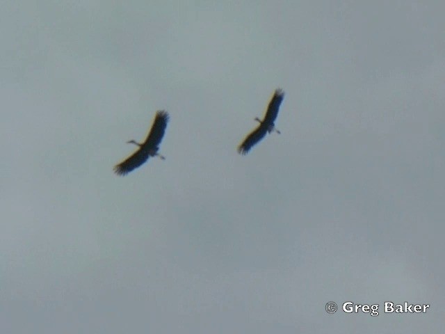 Höckerstorch - ML201804901