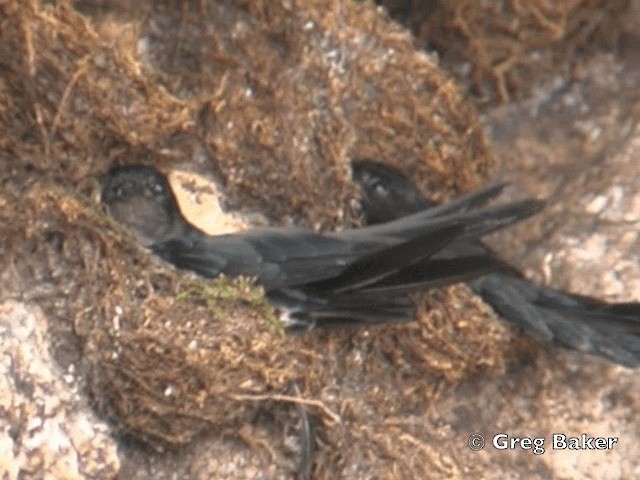 Plume-toed Swiftlet - ML201804921