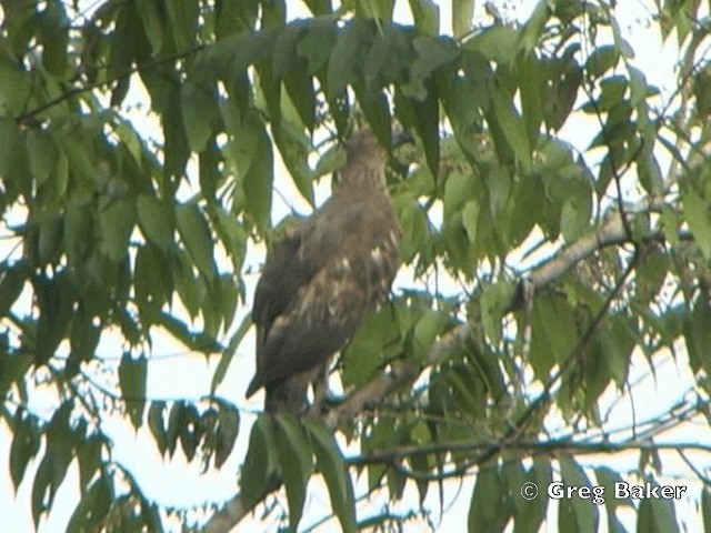 Lesser Fish-Eagle - ML201804941