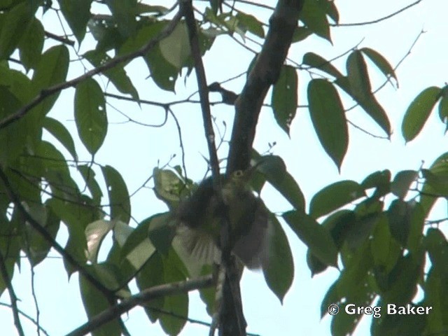 Spectacled Spiderhunter - ML201804971