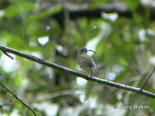 dvergedderkoppjeger - ML201805001