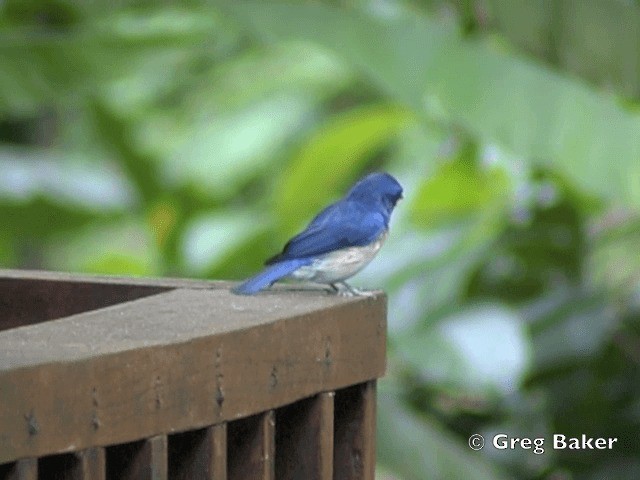 Malaysian Blue Flycatcher - ML201805011