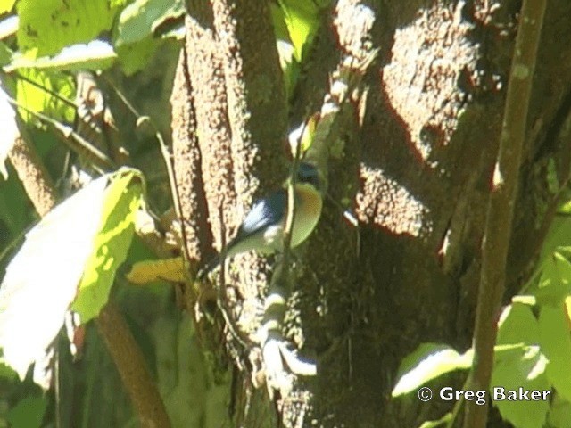 Bornean Blue Flycatcher - ML201805021