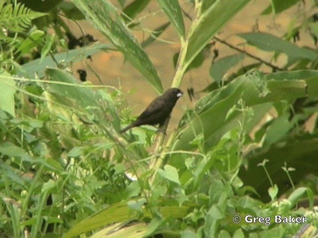 Dusky Munia - ML201805031