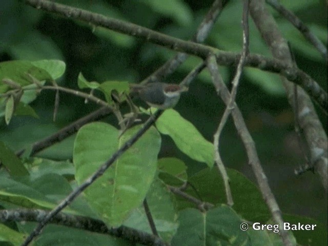 Rufous-tailed Tailorbird - ML201805041