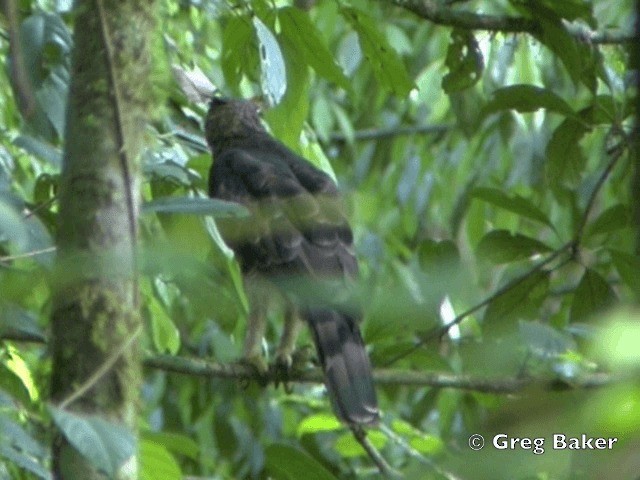 Wallace's Hawk-Eagle - ML201805051