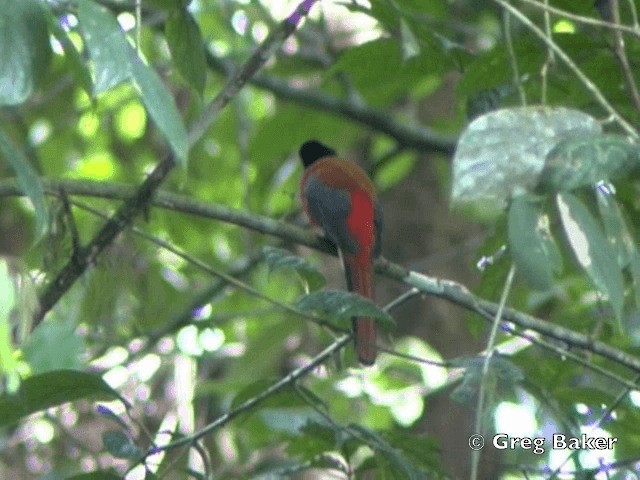 Красногузый трогон - ML201805061