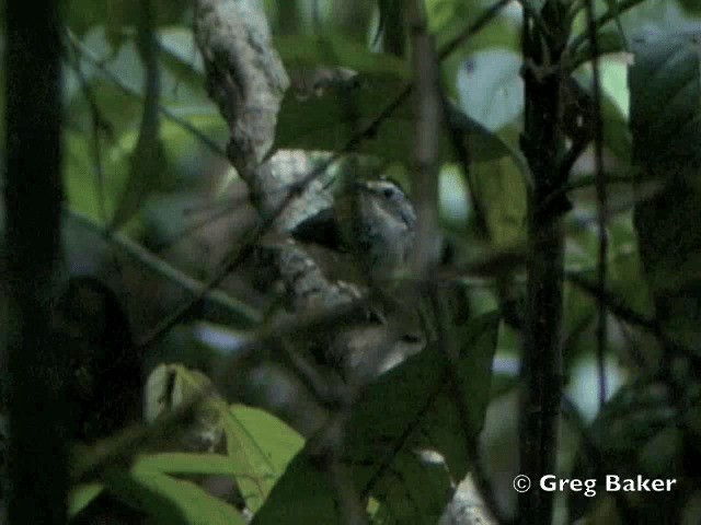 Striped Wren-Babbler - ML201805071