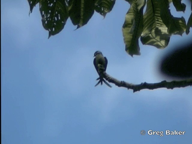 Whiskered Treeswift - ML201805081