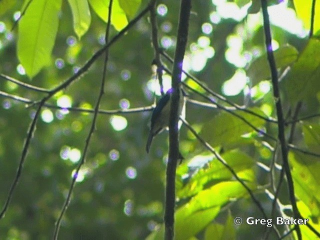 Bornean Blue Flycatcher - ML201805101