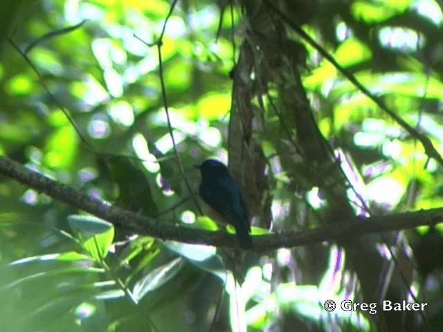 Sunda Blue Flycatcher - ML201805111