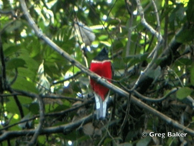 Trogon à nuque rouge - ML201805131