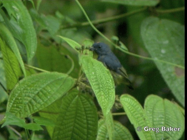 Yellow-rumped Flowerpecker - ML201805141