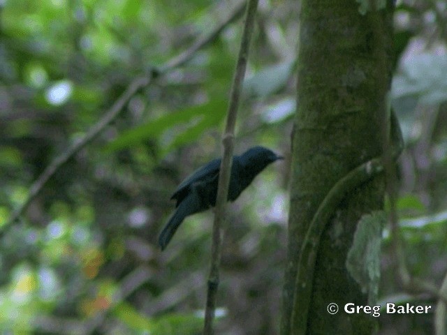 Maroon-breasted Philentoma - ML201805151