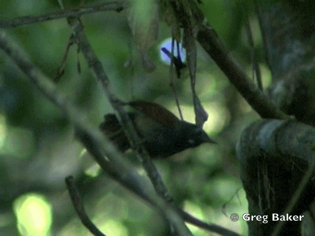 Gray-hooded Babbler - ML201805161