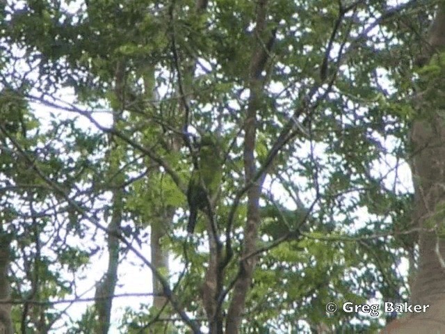 Gold-whiskered Barbet (Gold-faced) - ML201805171