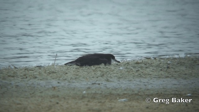 buřňák severní - ML201805231