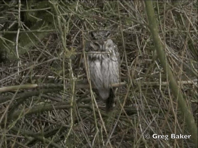 Сова вухата (підвид otus/canariensis) - ML201805241