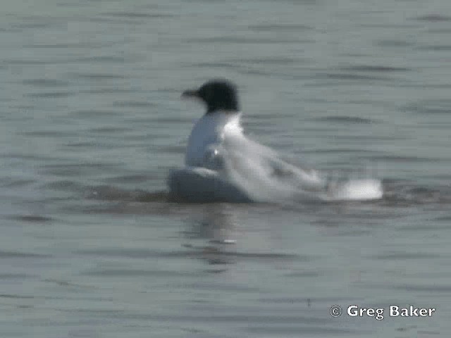 Mouette mélanocéphale - ML201805251