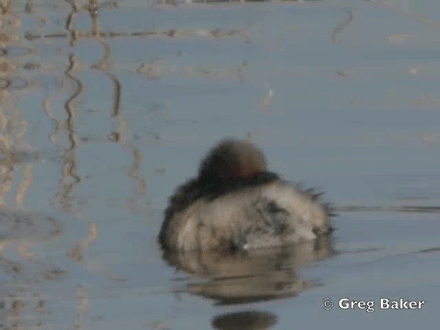 Grèbe castagneux (groupe ruficollis) - ML201805261