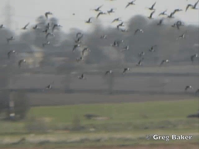 Black-tailed Godwit (islandica) - ML201805271