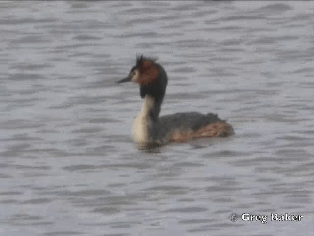 カンムリカイツブリ - ML201805301