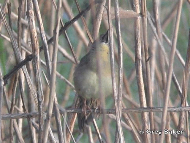 Common Grasshopper Warbler - ML201805311