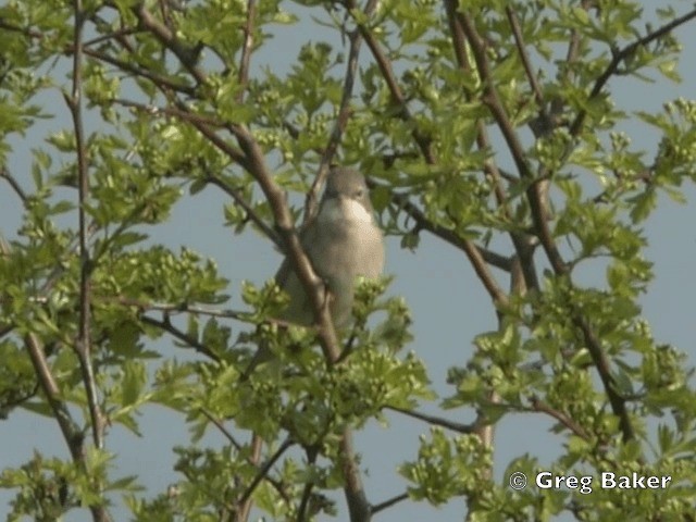 Greater Whitethroat - ML201805341