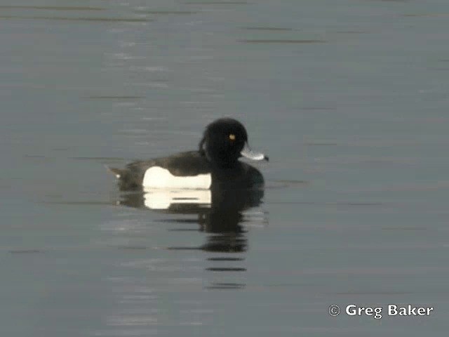 鳳頭潛鴨 - ML201805351