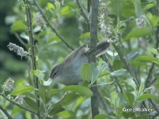 Cetti's Warbler - ML201805361