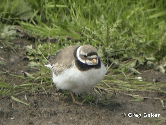 Common Ringed Plover - ML201805381