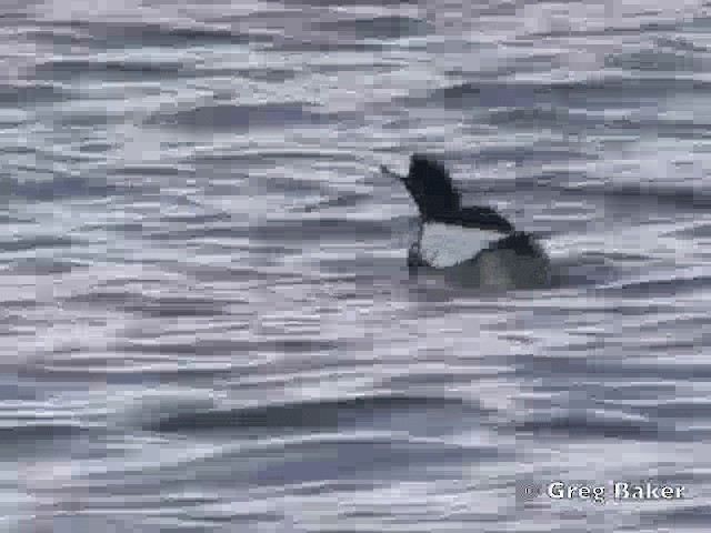 Red-breasted Merganser - ML201805421