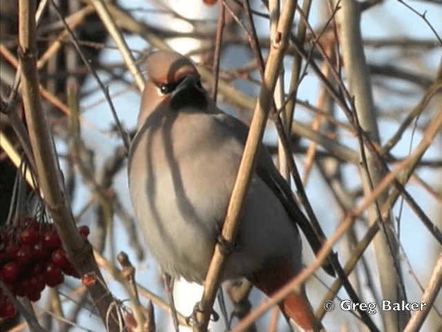黃連雀 - ML201805431