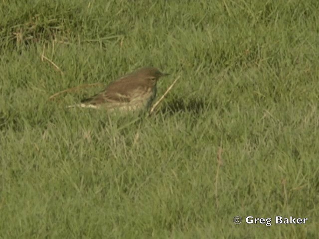Water Pipit (Western) - ML201805491