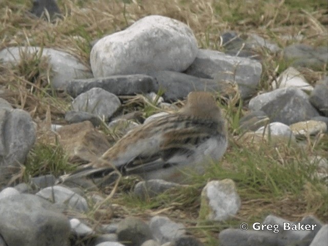 Snow Bunting - ML201805521