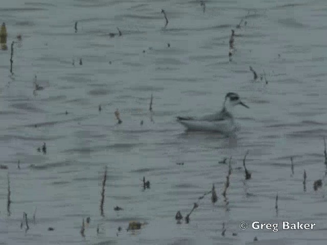 Phalarope à bec large - ML201805541