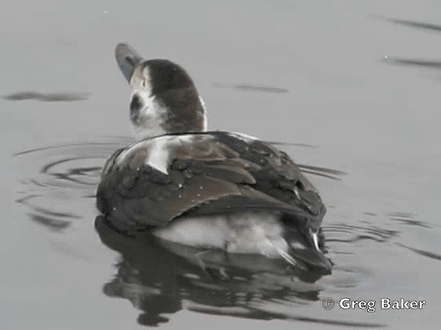 Long-tailed Duck - ML201805551