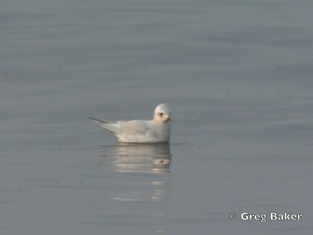 Ross's Gull - ML201805611