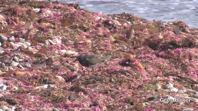 Black Turnstone - ML201805811