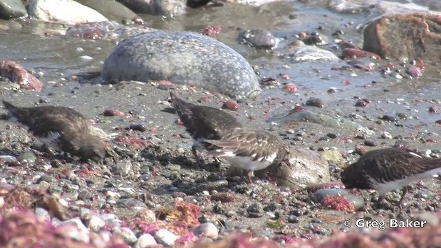 Black Turnstone - ML201805821